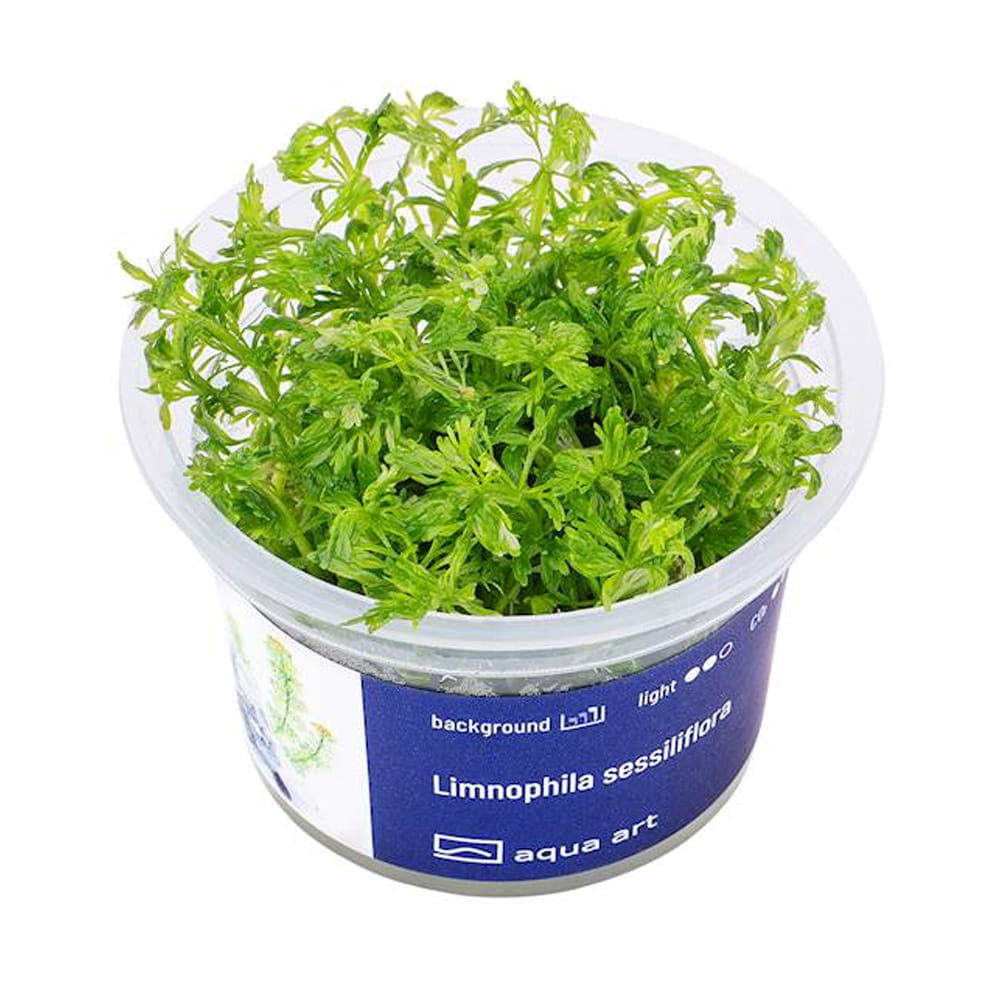 Limnophila Sessiliflora In Vitro Kubek.jpg